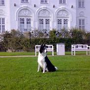 Border collie Hailie