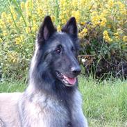 Tervueren Khymera's Hectic Hylea 