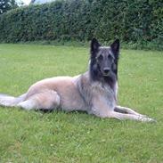 Tervueren Khymera's Hectic Hylea 