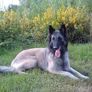 Tervueren Khymera's Hectic Hylea 