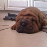 Shar pei Aslan