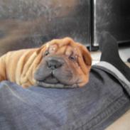 Shar pei Aslan