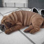 Shar pei Aslan