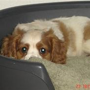 Cavalier king charles spaniel Greenland´s Esmeralda