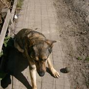 Blanding af racer Thami