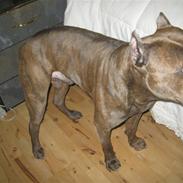Amerikansk staffordshire terrier Snoop