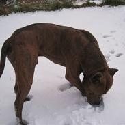 Amerikansk staffordshire terrier Snoop