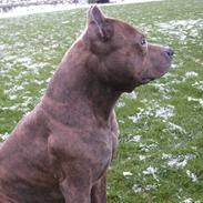 Amerikansk staffordshire terrier Snoop