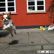 Cavalier king charles spaniel Bimmer :*