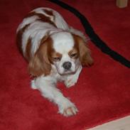 Cavalier king charles spaniel Bimmer :*