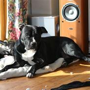 Amerikansk staffordshire terrier Argo