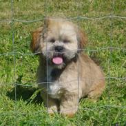 Lhasa apso Lion