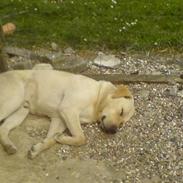 Labrador retriever Balder