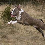 Amerikansk staffordshire terrier Dollar