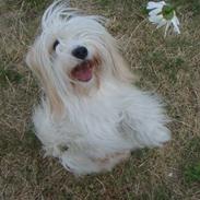 Coton de tulear Chibee