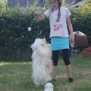 Coton de tulear Chibee