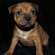 Staffordshire bull terrier Manse