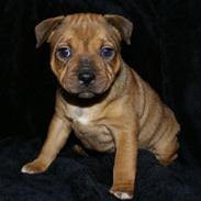 Staffordshire bull terrier Manse