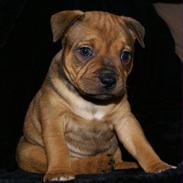 Staffordshire bull terrier Manse