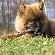 Eurasier Balules Devil By Night