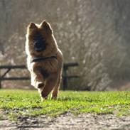 Eurasier Balules Devil By Night