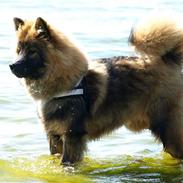 Eurasier Balules Devil By Night