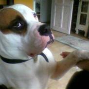 Amerikansk bulldog Carlo