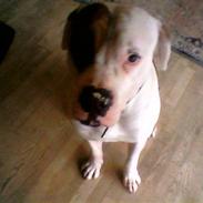 Amerikansk bulldog Carlo