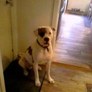 Amerikansk bulldog Carlo