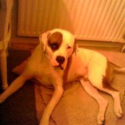 Amerikansk bulldog Carlo