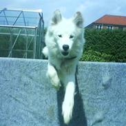 Norrbottenspids Danich Pojk of Spirit