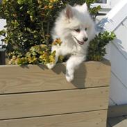 Volpino italiano Tino