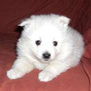 Volpino italiano Tino