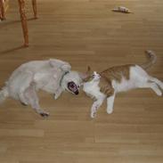 Volpino italiano Tino