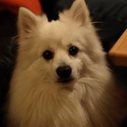 Volpino italiano Tino