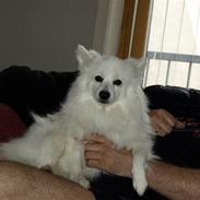 Volpino italiano Tino