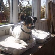 Jack russell terrier monty SOLGT :'(