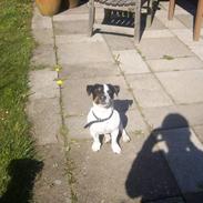 Jack russell terrier monty SOLGT :'(