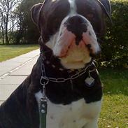 Amerikansk bulldog Carlos