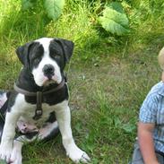 Amerikansk bulldog Carlos