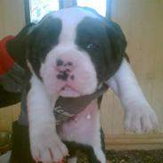 Amerikansk bulldog Carlos