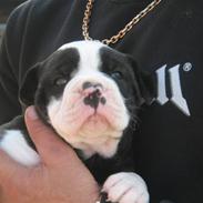 Amerikansk bulldog Carlos