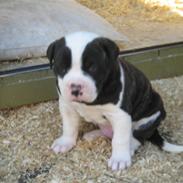 Amerikansk bulldog Carlos