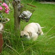 Boerboel .ZERO