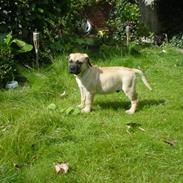 Boerboel .ZERO