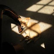 Jack russell terrier Tilde Gabriella Killer