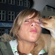 Jack russell terrier Tilde Gabriella Killer