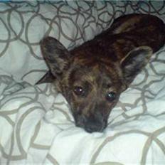 Blanding af racer Minnie