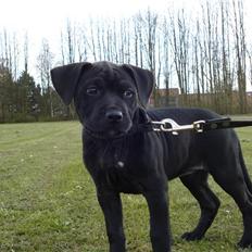 Amerikansk staffordshire terrier Trine.