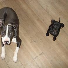 Amerikansk staffordshire terrier Trine.